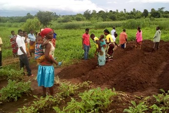 Cucumber Cultivation in Ulumba