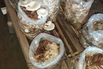 Chitipi Cooperative Mushroom Production Project