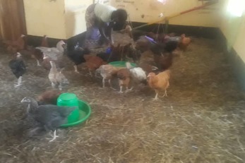 Tchaidoni Poultry Farm