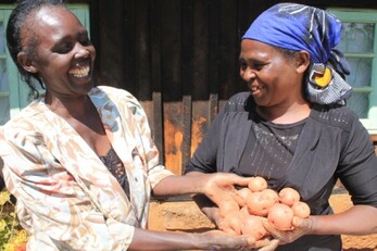 Women combating poverty and food insecurity through Irish Potato seed banking & multiplication.